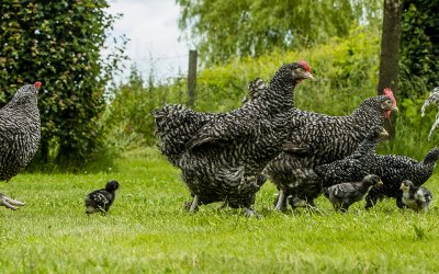 Mechelse Koekoek – Topkip van eigen kweek